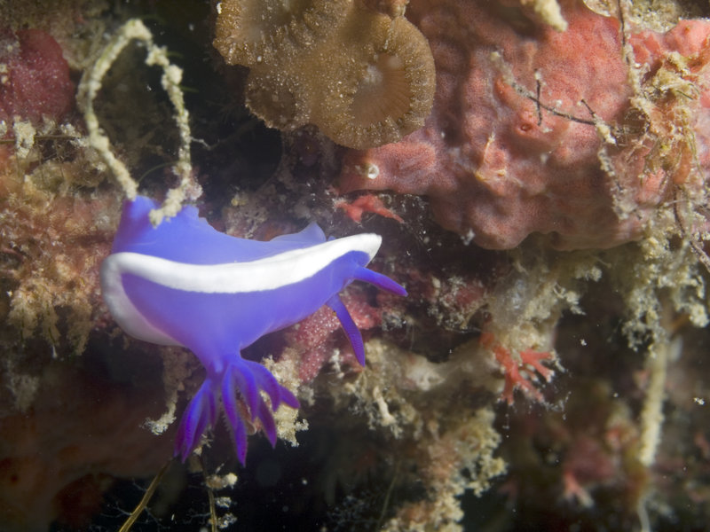 Nudibranch, Mabul, Stingray City